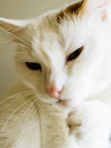 Preview wallpaper cat, white, paw, funny, pet
