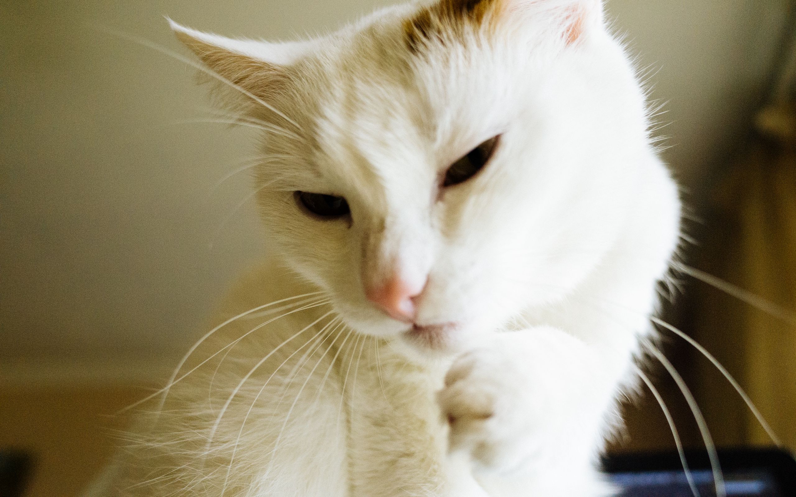 Download wallpaper 2560x1600 cat, white, paw, funny, pet widescreen 16