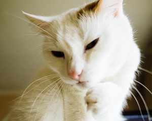 Preview wallpaper cat, white, paw, funny, pet