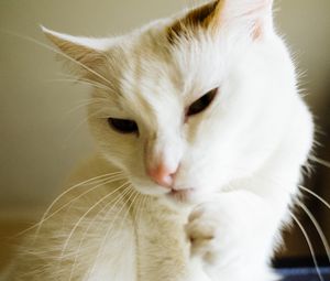 Preview wallpaper cat, white, paw, funny, pet