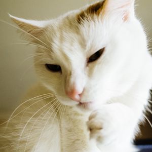 Preview wallpaper cat, white, paw, funny, pet