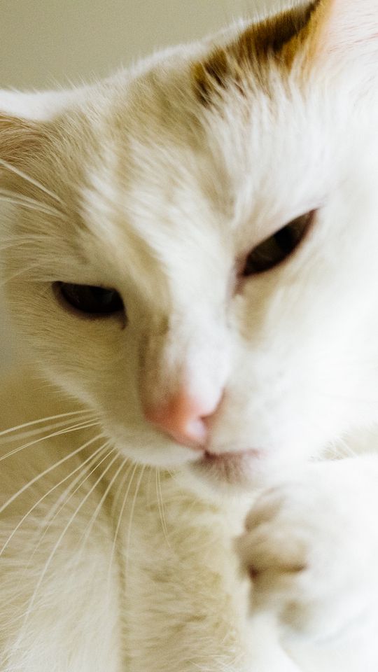 540x960 Wallpaper cat, white, paw, funny, pet