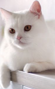 Preview wallpaper cat, white, sitting, kitty