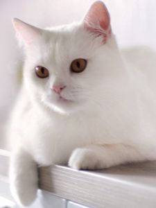 Preview wallpaper cat, white, sitting, kitty