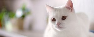 Preview wallpaper cat, white, sitting, kitty