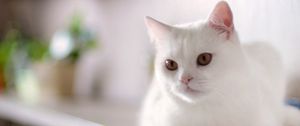 Preview wallpaper cat, white, sitting, kitty