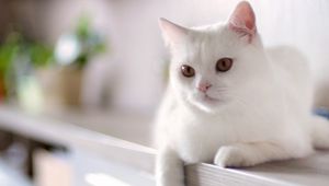 Preview wallpaper cat, white, sitting, kitty