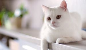 Preview wallpaper cat, white, sitting, kitty