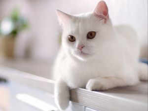 Preview wallpaper cat, white, sitting, kitty