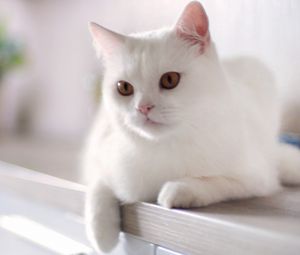Preview wallpaper cat, white, sitting, kitty