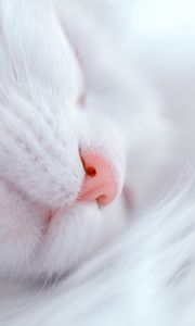 Preview wallpaper cat, white, sleep, face, nose