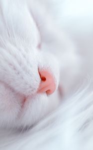 Preview wallpaper cat, white, sleep, face, nose