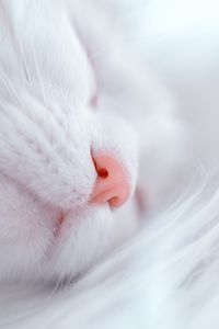 Preview wallpaper cat, white, sleep, face, nose