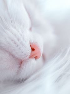 Preview wallpaper cat, white, sleep, face, nose