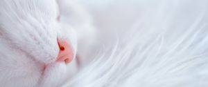 Preview wallpaper cat, white, sleep, face, nose