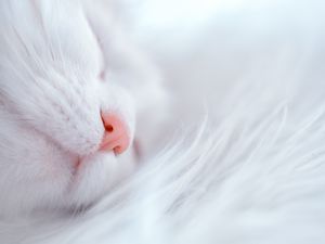 Preview wallpaper cat, white, sleep, face, nose