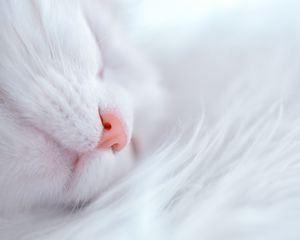 Preview wallpaper cat, white, sleep, face, nose