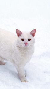 Preview wallpaper cat, white, snow, frost