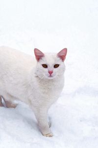 Preview wallpaper cat, white, snow, frost