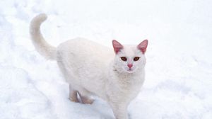 Preview wallpaper cat, white, snow, frost