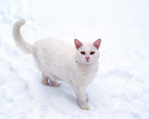 Preview wallpaper cat, white, snow, frost