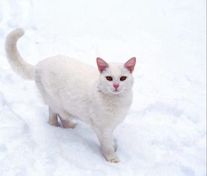 Preview wallpaper cat, white, snow, frost