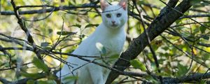 Preview wallpaper cat, white, tree, branches