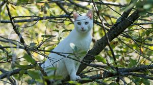 Preview wallpaper cat, white, tree, branches