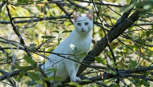 Preview wallpaper cat, white, tree, branches