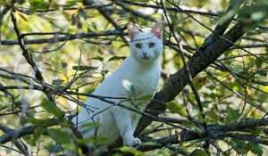 Preview wallpaper cat, white, tree, branches