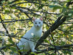 Preview wallpaper cat, white, tree, branches