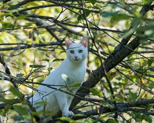 Preview wallpaper cat, white, tree, branches