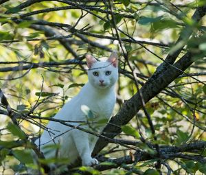 Preview wallpaper cat, white, tree, branches