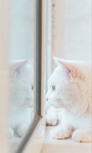 Preview wallpaper cat, white, window, glance, reflection
