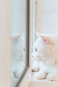 Preview wallpaper cat, white, window, glance, reflection