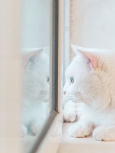 Preview wallpaper cat, white, window, glance, reflection