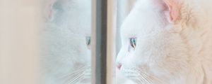Preview wallpaper cat, white, window, glance, reflection