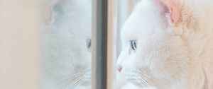 Preview wallpaper cat, white, window, glance, reflection