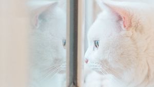 Preview wallpaper cat, white, window, glance, reflection