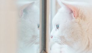 Preview wallpaper cat, white, window, glance, reflection