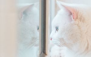 Preview wallpaper cat, white, window, glance, reflection