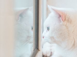 Preview wallpaper cat, white, window, glance, reflection
