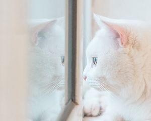 Preview wallpaper cat, white, window, glance, reflection