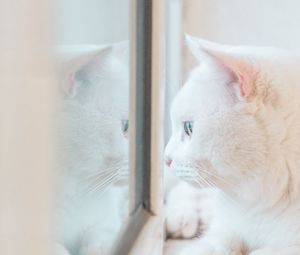 Preview wallpaper cat, white, window, glance, reflection