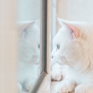 Preview wallpaper cat, white, window, glance, reflection
