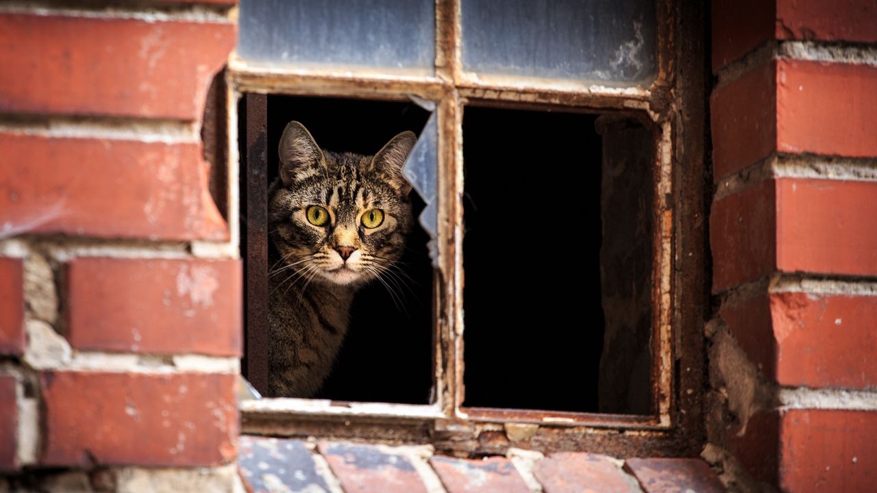 Wallpaper cat, window, broken, peep