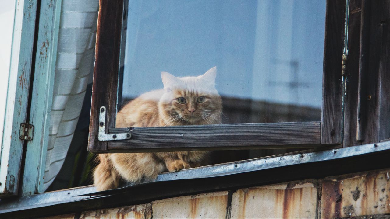 Wallpaper cat, window, fluffy
