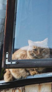 Preview wallpaper cat, window, fluffy