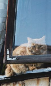 Preview wallpaper cat, window, fluffy