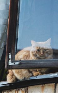 Preview wallpaper cat, window, fluffy